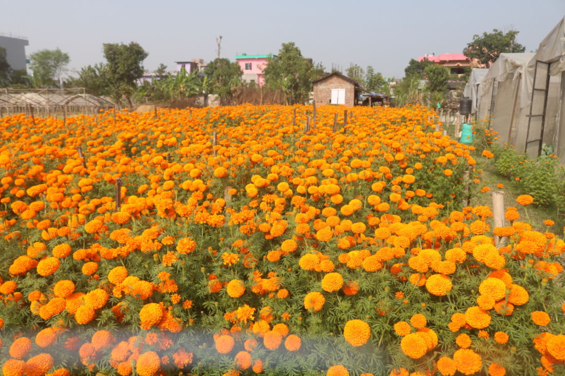 फोटोः नारायण अवस्थी