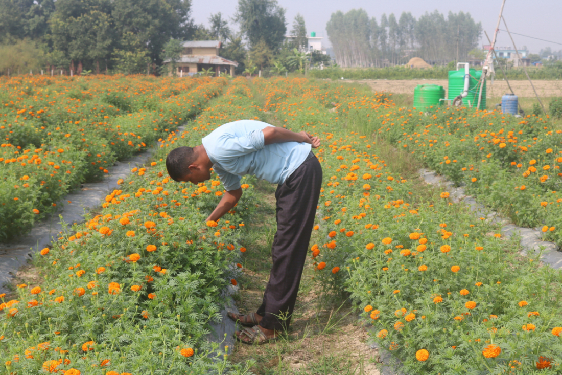 धनगढी उपमहानगरपालिका वडा नम्बर ६ का सुशीला बिष्टको बारीमा यो वर्ष डेढ विघा जग्गामा सयपत्री फूल लटरम्म फुलेको छ। 