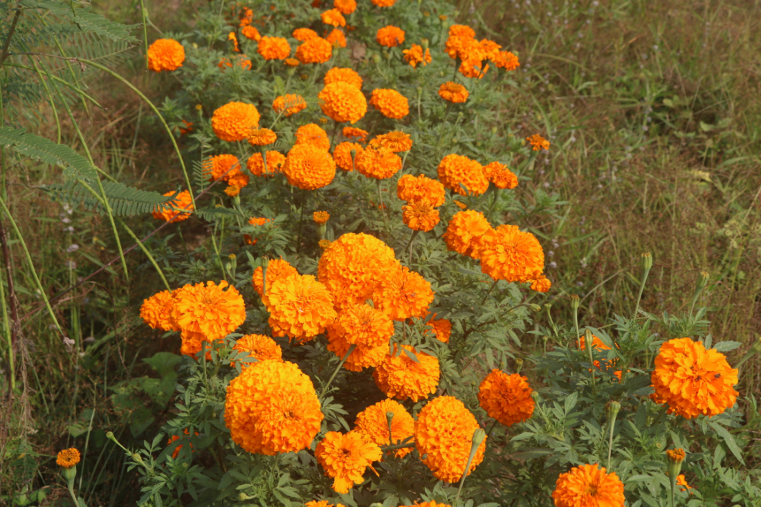 कृषि विकास निर्देशनालयले समेत धनगढीका पुष्पखेती गर्ने किसानलाई शित भण्डार निर्माण गर्न सहयोग गरेको छ। धनगढी उपमहानगरपालिकाले किसानलाई अन्यन्त्र पुष्प पठाउनुपर्ने अवस्थामा भाडामा ५० प्रतिशत अनुदान दिने गरेको छ। 