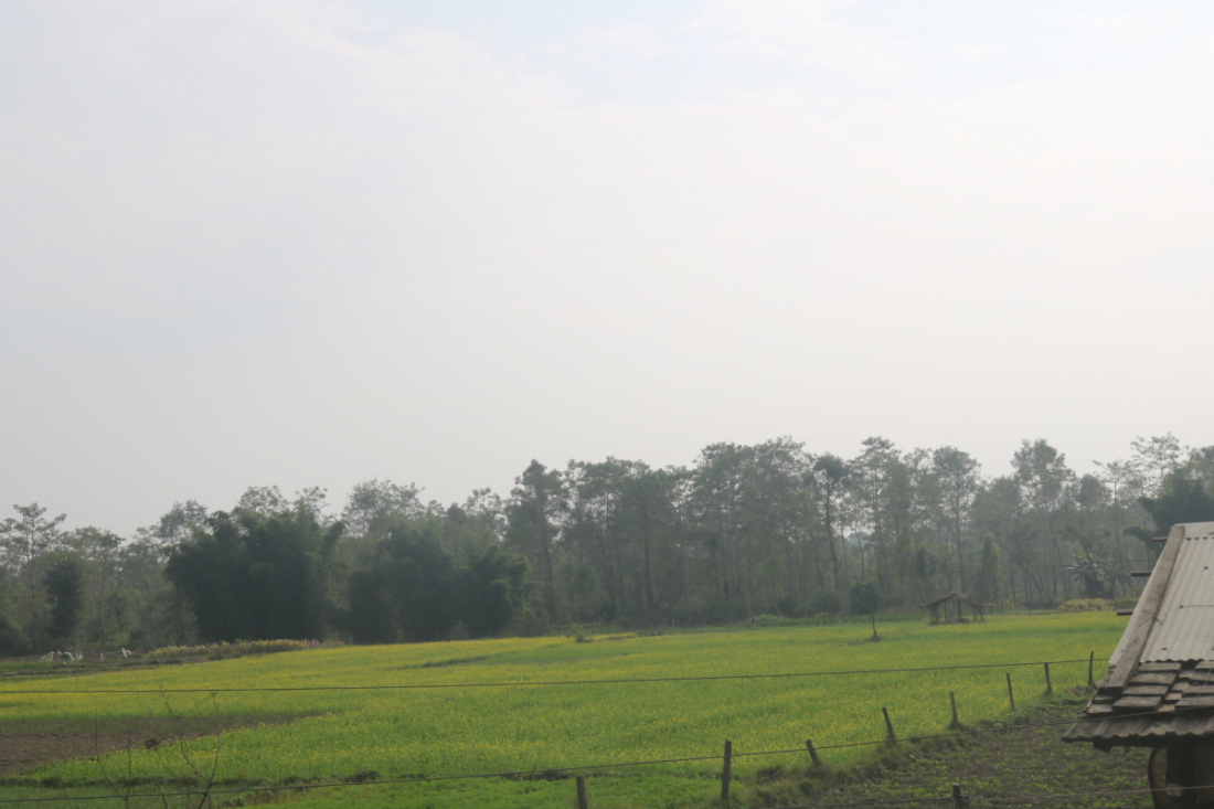 फोटोः नारायण अवस्थी