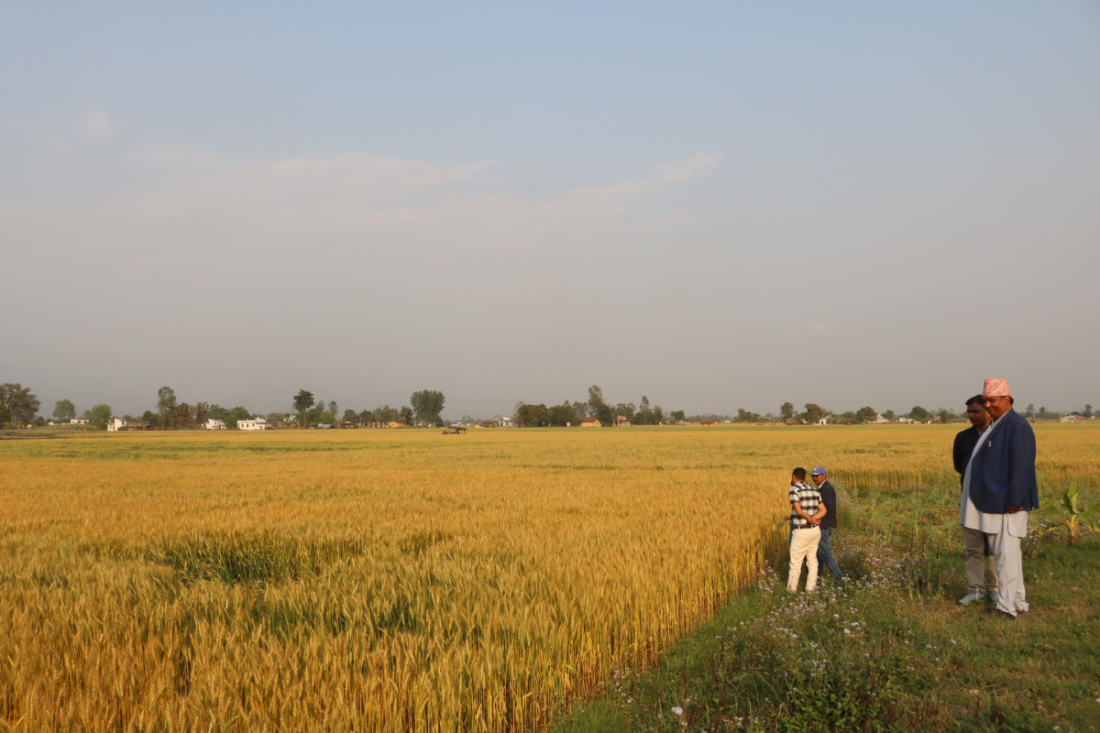 बाणगङ्गा जातको गहुँ लगाएको ११८ दिनभित्र काट्न मिल्छ।