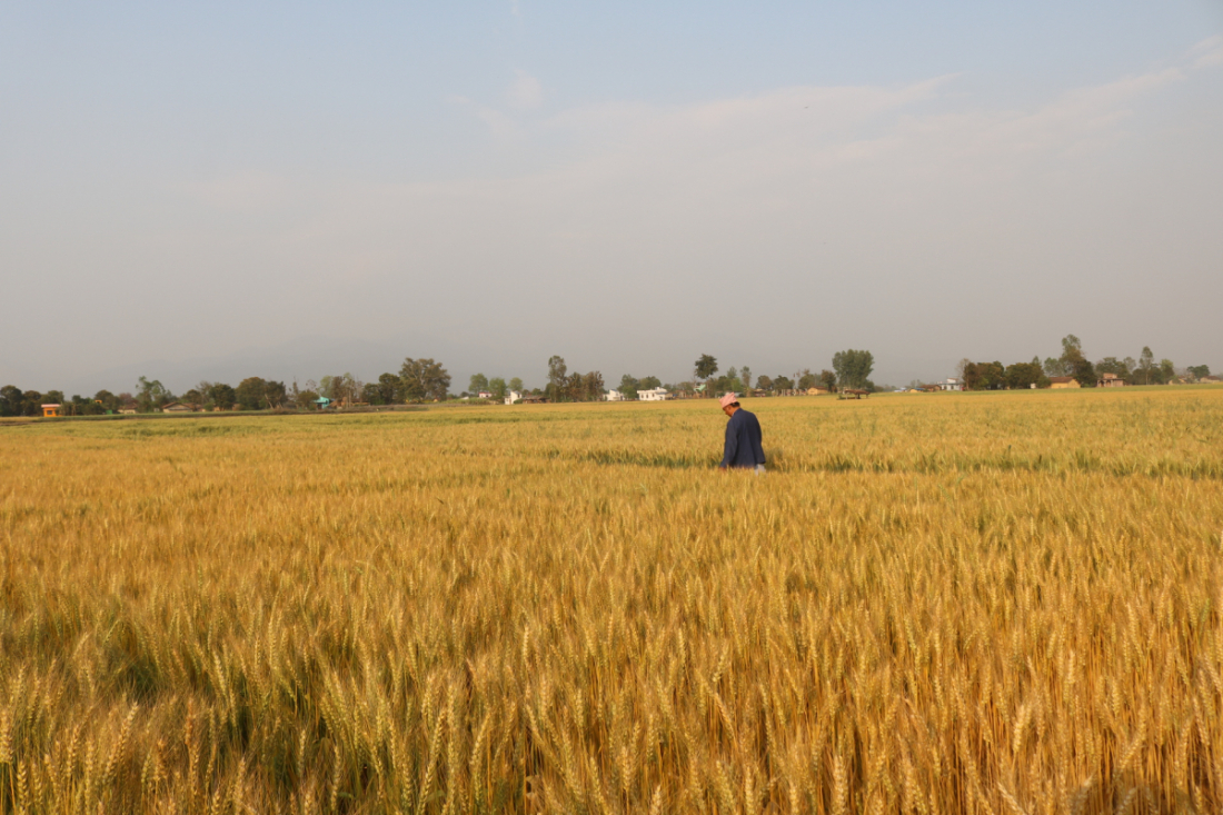 बजार मूल्यभन्दा १५/२० प्रतिशत बढी मूल्यमा बिउ कम्पनीले गहुँ खरिद गर्छन्। 