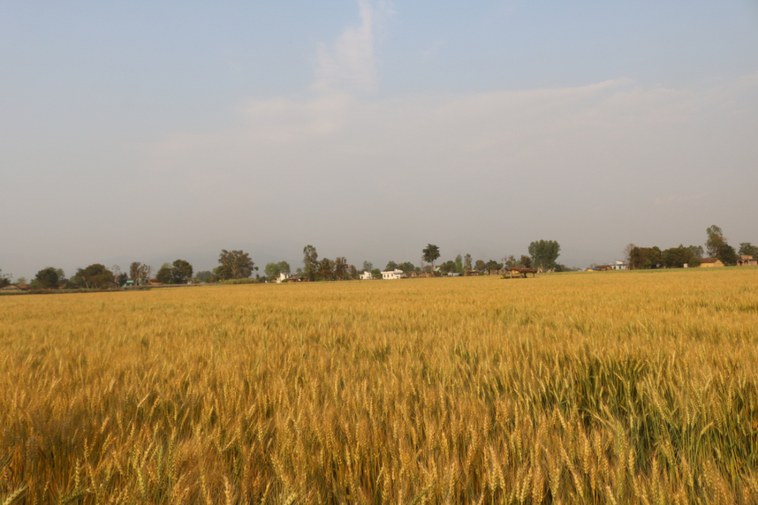 खेतीपातीसँगै माछापालन समेत गरिरहेका ओझाले कृषि जीवनको आधार भएकाले खेतीपाती गर्ने कामलाई पनि राजनीतिसँगै निरन्तरता दिएको बताएका छन्।
