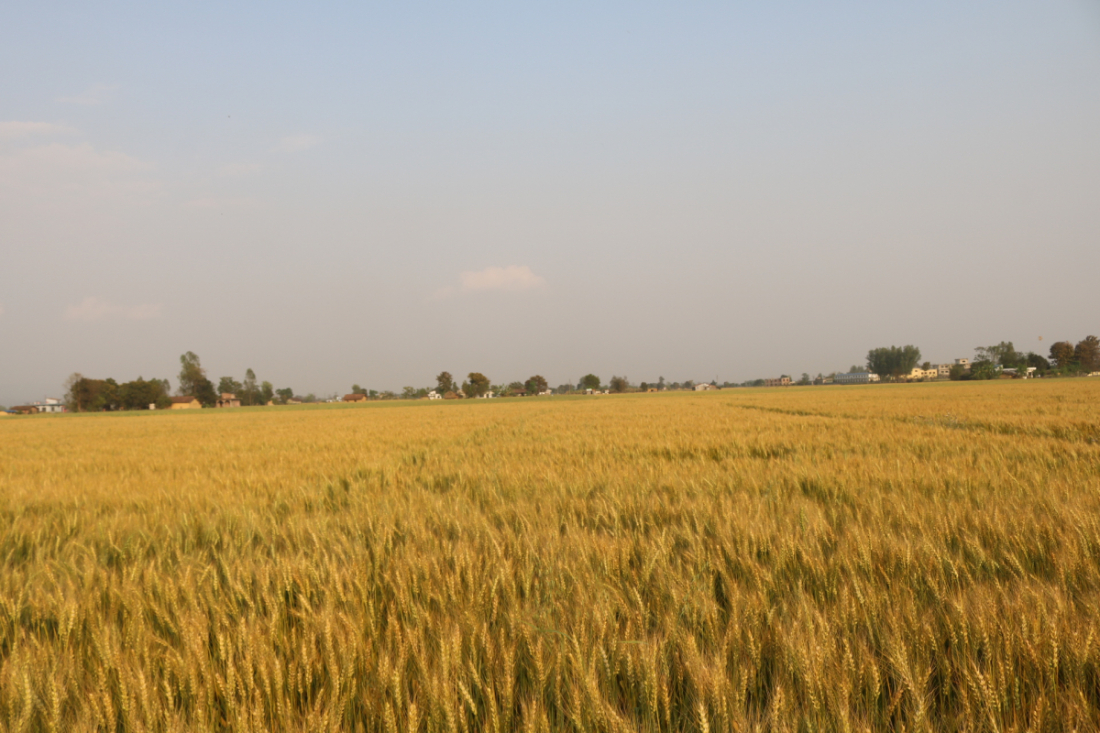 ओझाको परिवारले विगत ३० वर्षदेखि गहुँको बिउ उत्पादन गरिरहेको छ। 
