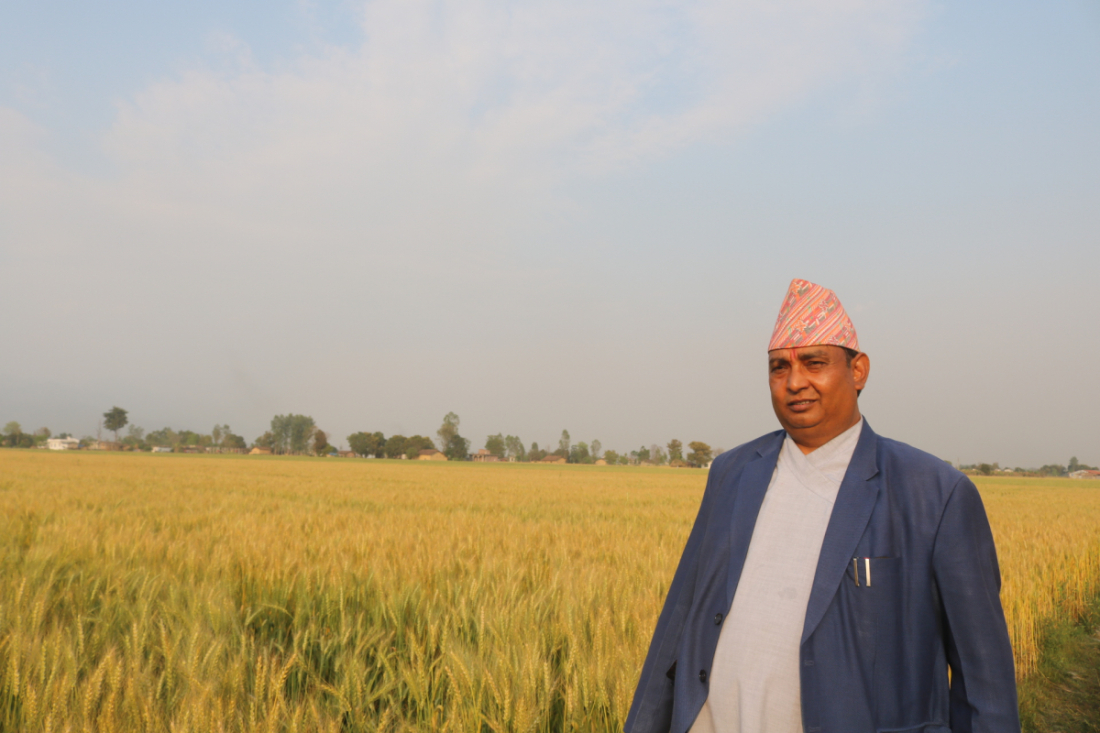 नगर प्रमुख ओझाले पाँच बिघामा बाणगङ्गा जातको गहुँ लगाएका छन्।