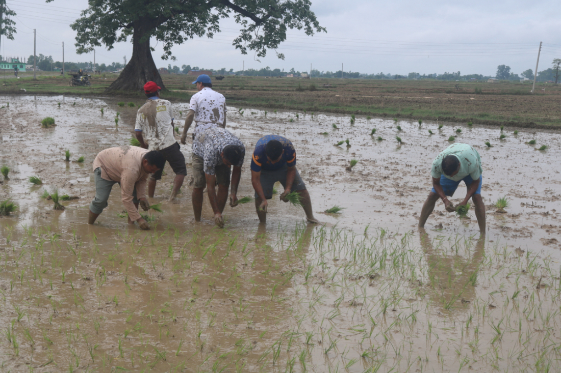 पार्टीका नेताहरूले धान रोप्दै दिवस मनाएका हुन्।