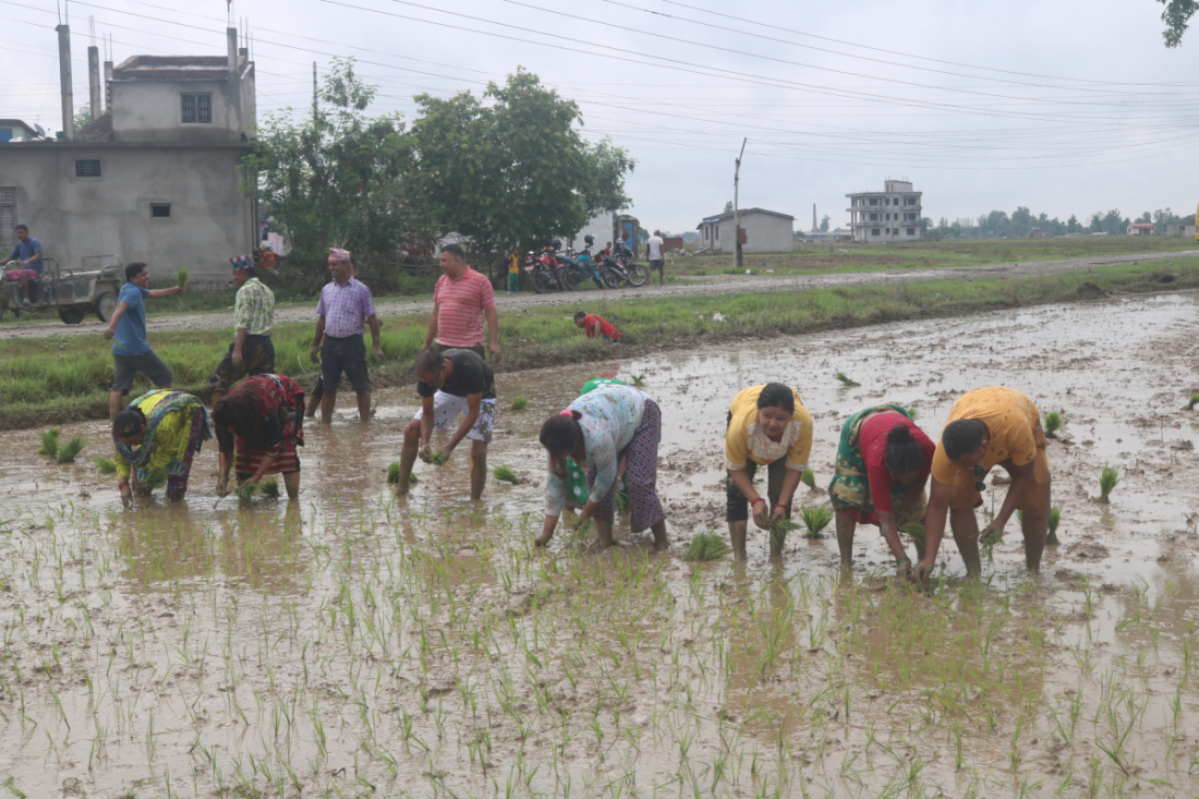 नेकपा एमाले कैलालीले धनगढी गाउँमा रोपाइँ दिवस मनाएको छ।