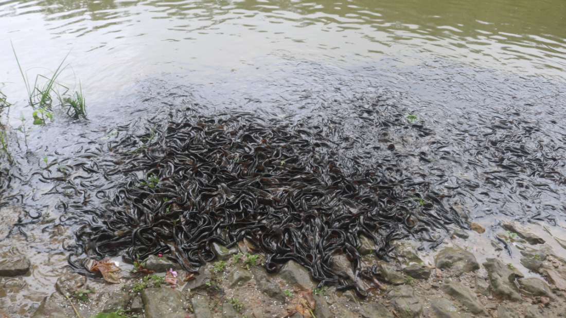 तालमा पाइने माछाले मानिसलाई टोके विष लाग्छ।