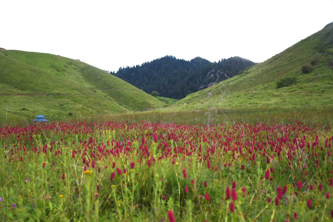 रङ्गीचङ्गी फूलहरूले सजिएको रोल्पा जिल्लाको प्रसिद्ध धार्मिक तथा पर्यटकीयस्थल जलजला। ठुलो क्षेत्रफलमा फैलिएको जलजलालाई रोल्पा नगरपालिका, सुनछहरी गाउँपालिका र थबाङ गाउँपालिकाले घेरेका छन्। 