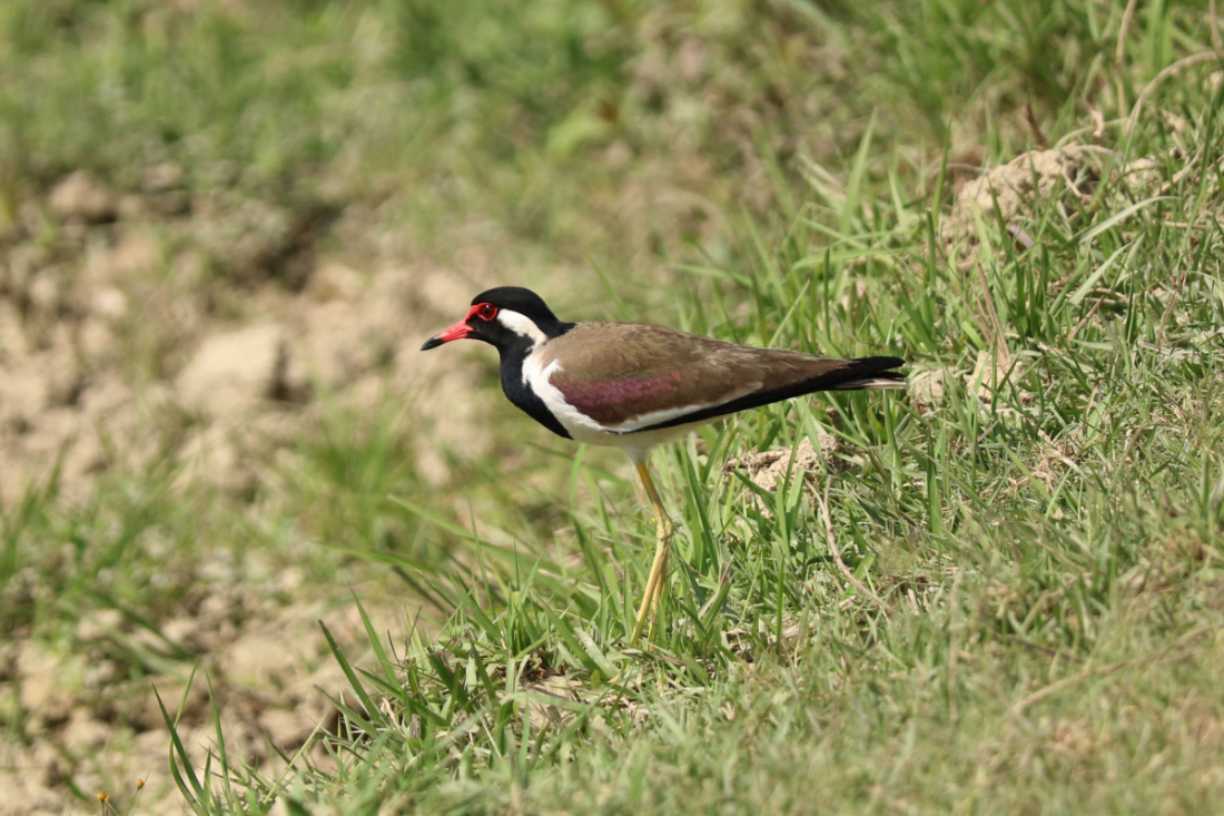 आहाराको खोजीमा रहेको हुटिट्याउँ चरा