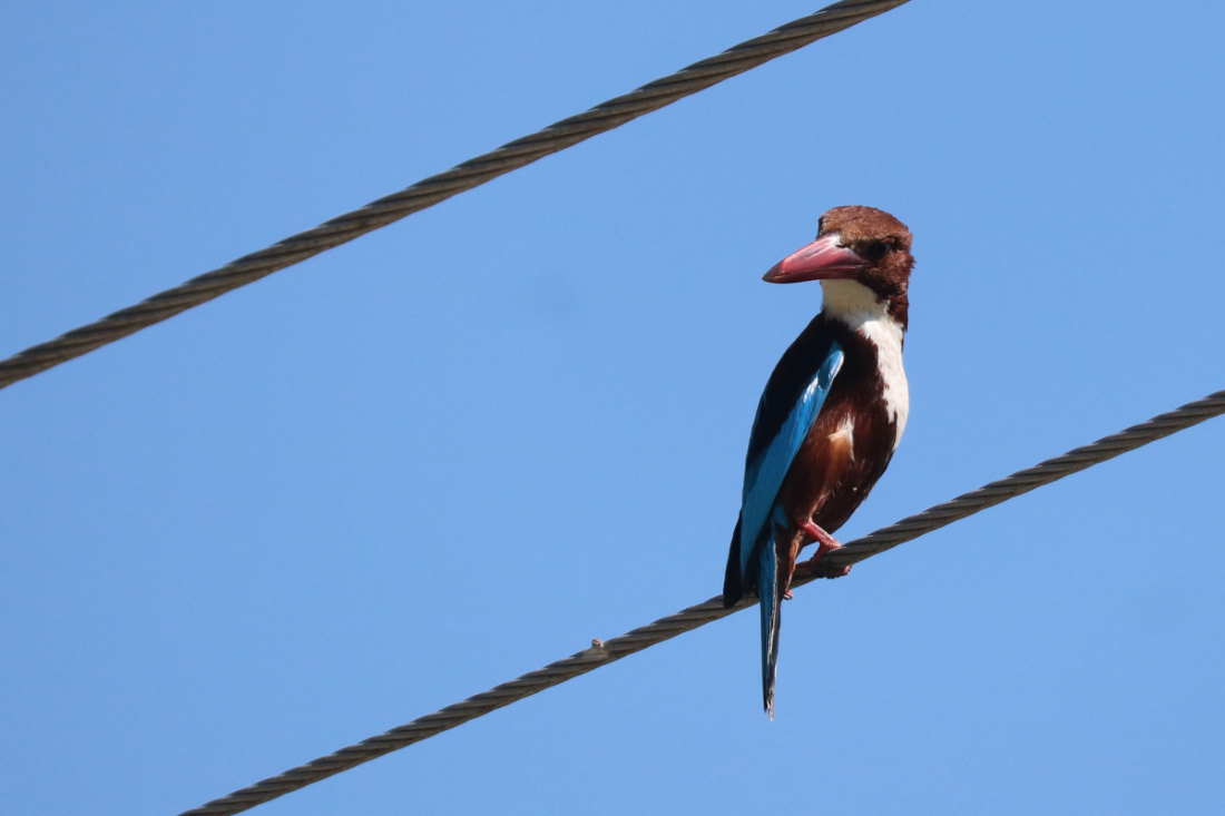 सेतोकण्ठे माटिकोरे चरा। यो चरा अन्नबाली, खोला,खोल्सी तथा सिमसार क्षेत्रमा बस्न रुचाउँछ। 