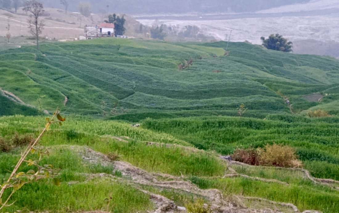 बाजुराको बुढीगङगा नगरपालिका–३ मा गहुँखेतीको हरियाली। सिँचाइ अभावका कारण यहाँका खेतहरु आकाशे पानीको भरमा रोपाइ हुने गर्छन्।