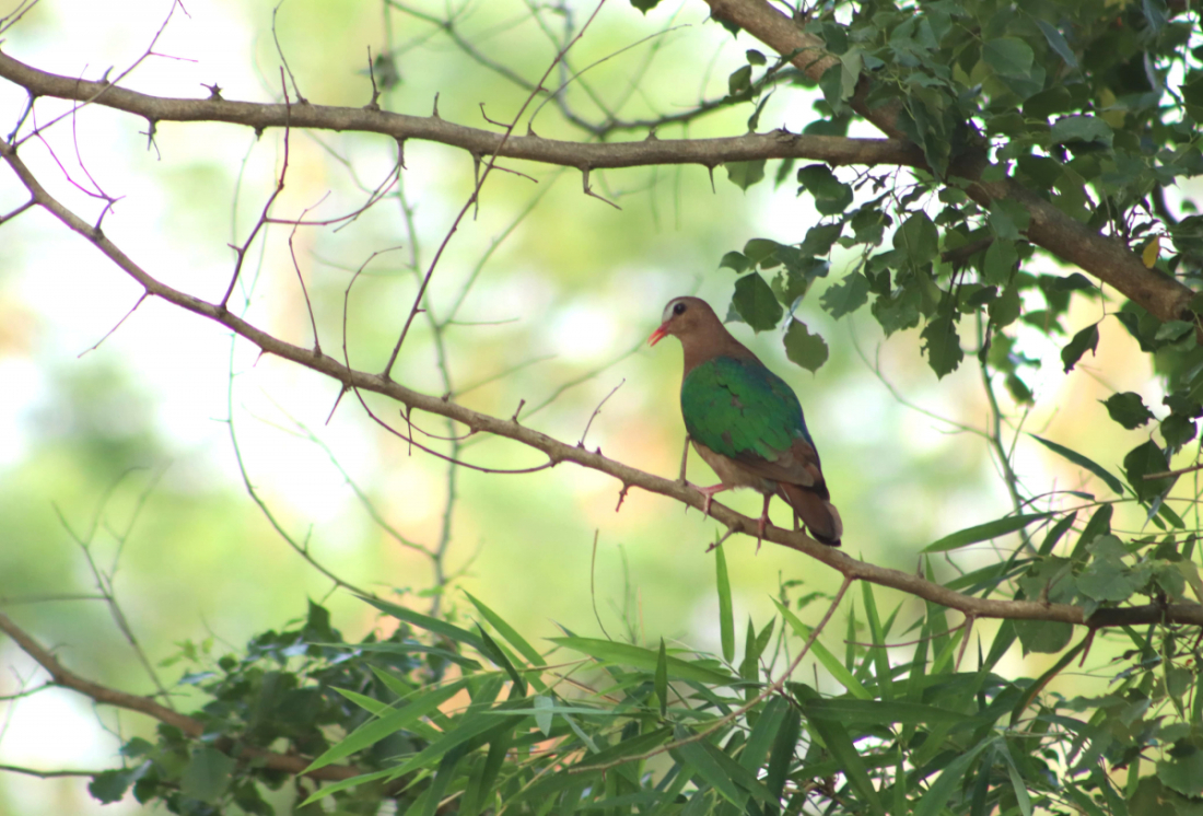 कञ्चनपुरको बेलौरी नगरपालिका-५ भकुण्डा नजिकको क्षेत्रमा देखिएको हारिल ढुकुर। चौपाते सदावहार वन क्षेत्रमा बस्ने यो ढुकुर बेलाबखत वन क्षेत्र नजिकका बस्तीमा पनि देखा पर्ने गर्दछ।