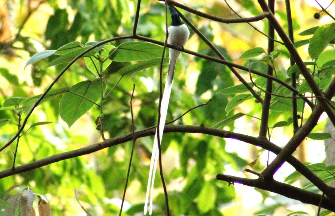 शुक्लाफाँटा राष्ट्रिय निकुञ्ज नजिकैको सनवोरा नदी छेउको झाडीमा बसेको स्वर्ग चरी (एसिएन प्याराडाइज फ्लाईक्याचर)  । आगन्तकु प्रजातीको यो चरा बसन्त ऋतुमा गुँड लगाएर बच्चा हुर्काउनका लागि यहाँ आइपुग्ने गर्दछ। 