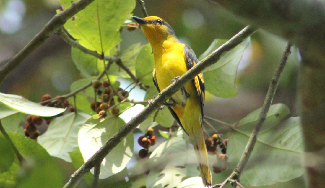 कञ्चनपुरको शुक्लाफाँटा नगरपालिका-८ स्थित बैजनाथ सामुदायिक वनको घना झाडीको रुखमा बसेको रानीचरी। वनको घना झाडी, पानीका स्रोतत भएको क्षेत्रमा यो चरा पाईन्छ।