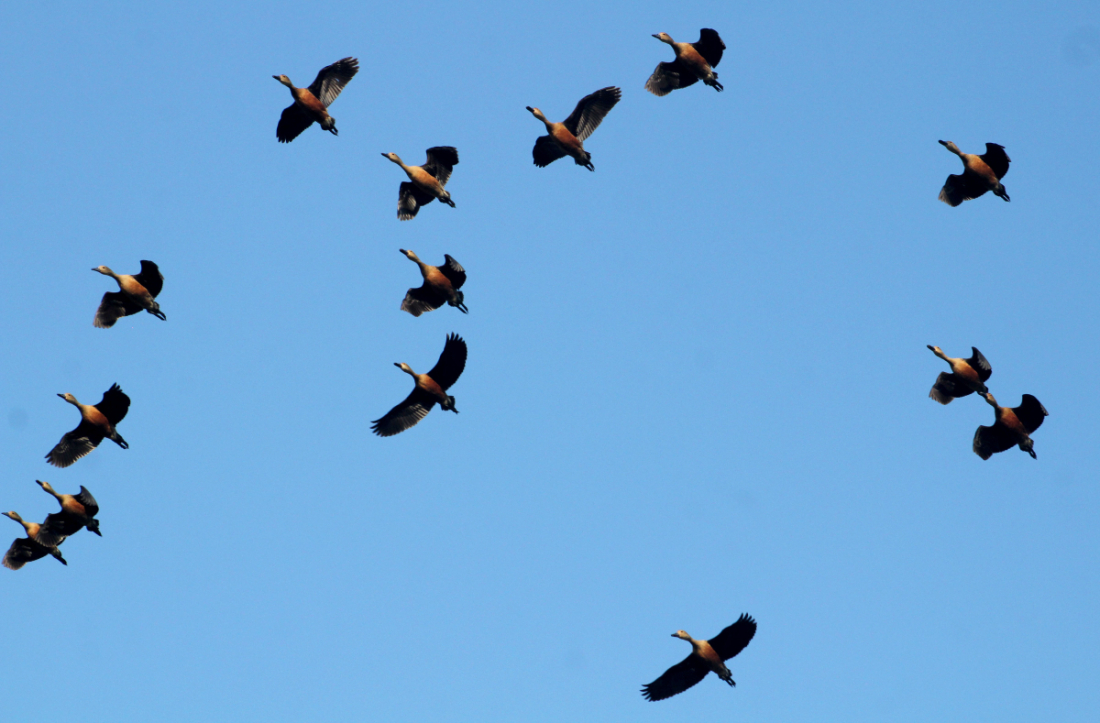 शुक्लाफाँटा नगरपालिका–२ स्थित झारखण्डी तालको माथि उडदै गरेका नेपालमा पाइने सिलसिले हाँसको बथान।