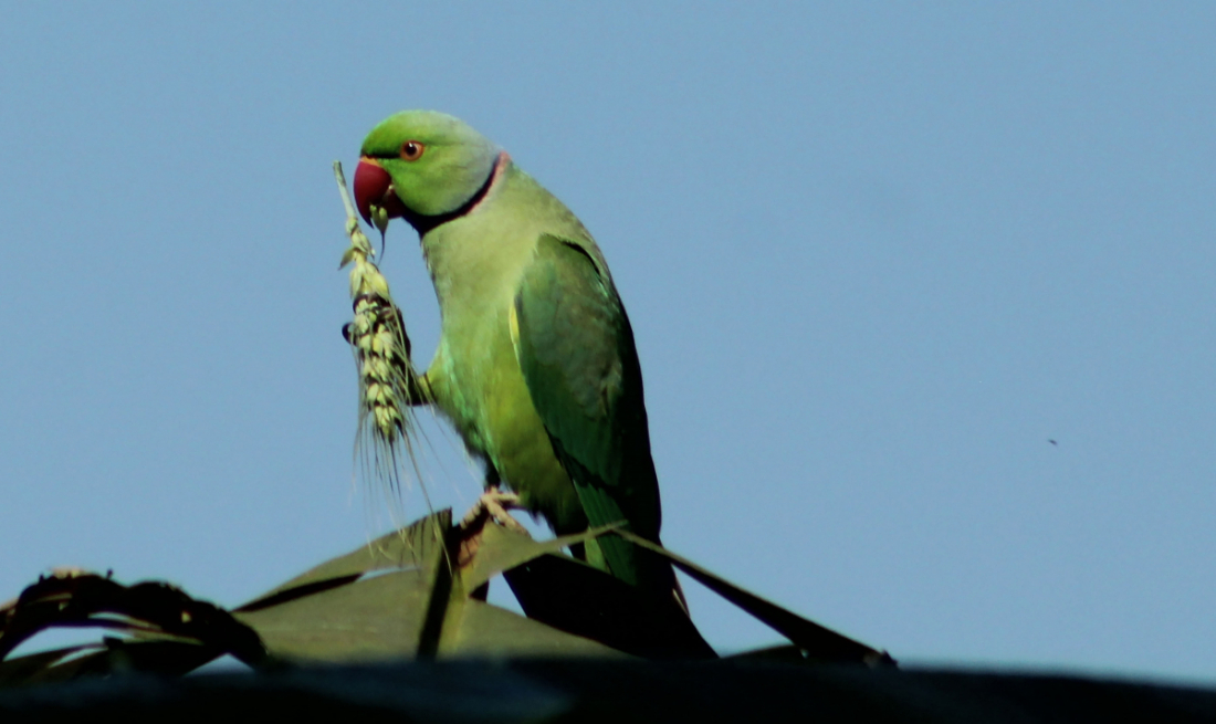 शुक्लाफाँटा नगरपालिका–२ रानीपुरस्थित केराको बोटमा बसेर हरियो गहुँको बालामा भएको गहुँको गेडा खाँदै कण्ठे सुगा । यस प्रजातीको सुगा आहाराको खोजीमा दिनभर किसानको खेतबारीमा रहने र रात परेपछि  बासस्थानका लागि खुला वन क्षेत्रका अग्ला रुखहरुमा बस्ने गर्छ।