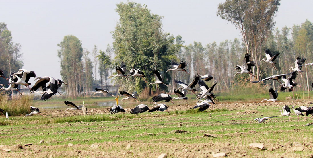 घुँघीफोर गरुडको बथान