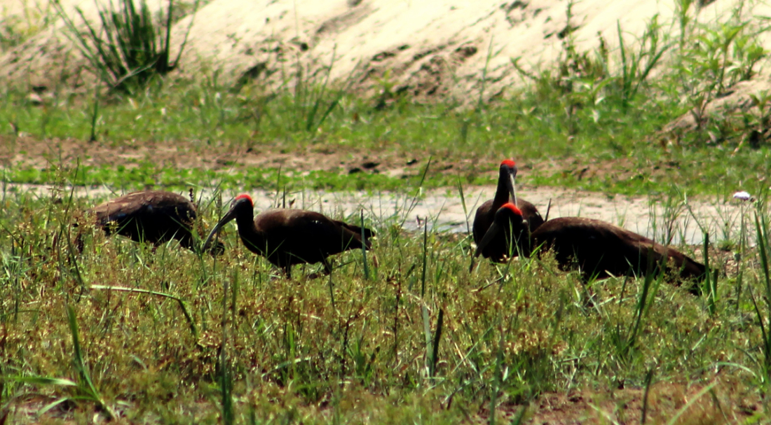  यो चरा नदी, ताल क्षेत्रका सीमसार, खुला खेतबारी र चौरमा आहारा खोज्दै गरेको अवस्थामा देखिन्छ। स्थानीय समुदायले यसलाई करकुलियाको नामले चिन्ने गर्दछन्। 