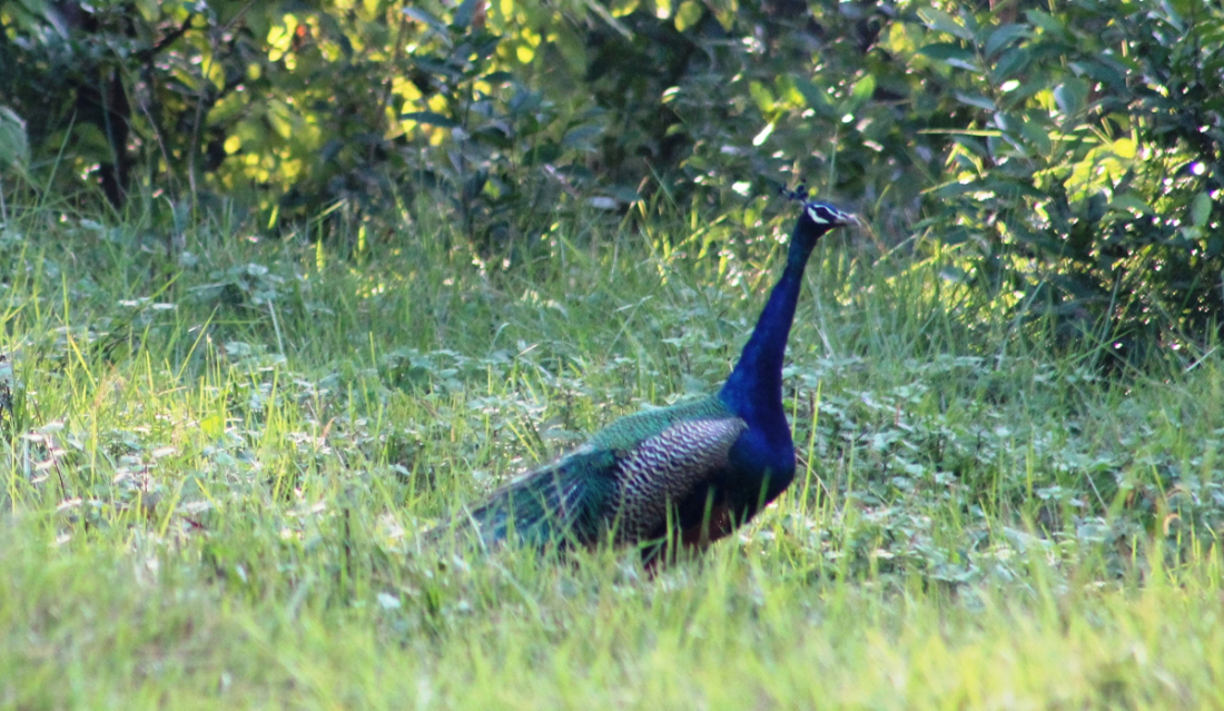 कञ्चनपुरको शुक्लाफाँटा नगरपालिका–६ स्थित नागेश्वर सामुदायिक वनमा शनिबार बिहान चर्दै गरेको मयूर ।  मयूरको चोरी शिकारी गर्ने कार्यले प्रतिवर्ष सङ्ख्या घट्दै जान थालेको छ। तस्बिरः रासस