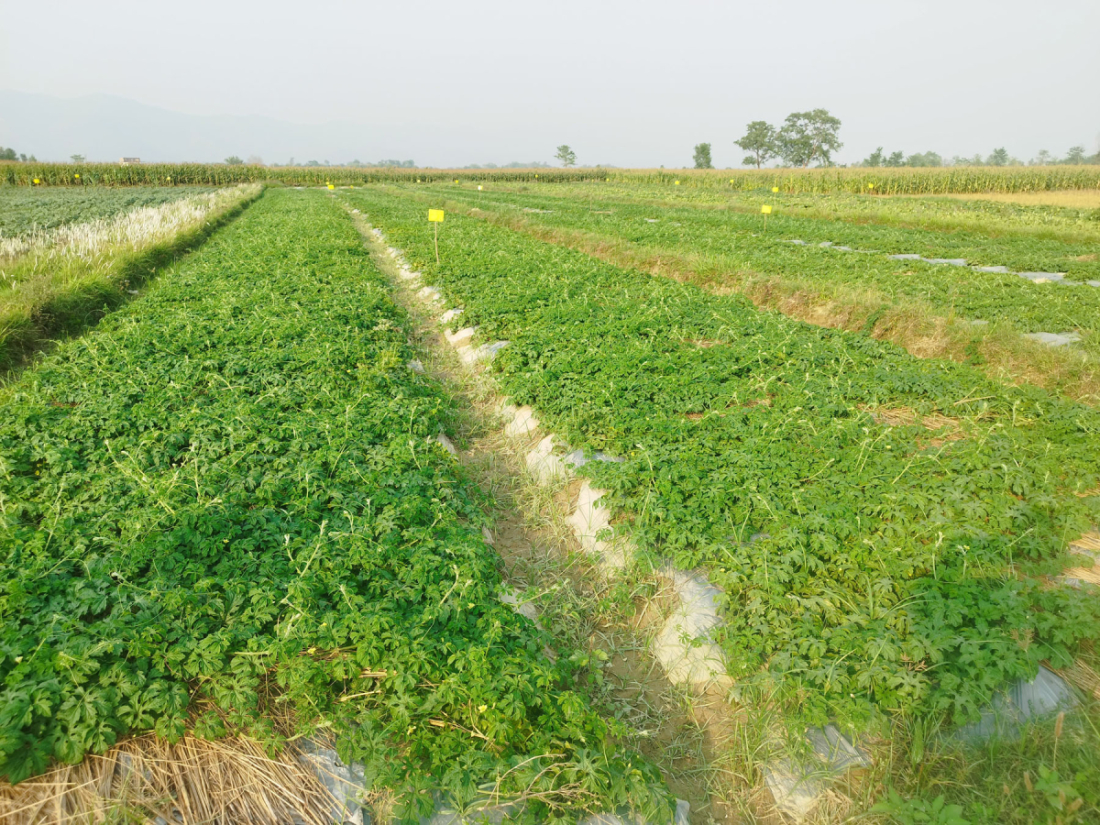 व्यावसायिक रूपमा गरिएको करेला खेती 