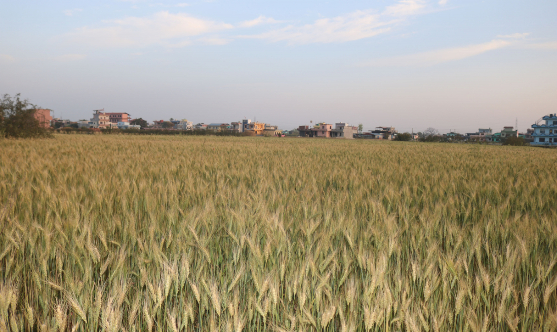 रुपन्देहीको सैनामैना नगरपालिका वडा नं ८ स्थित खालाखेतमा किसानले गरेको गहुँखेतीमा पाक्दै गरेको गहुँबाली 