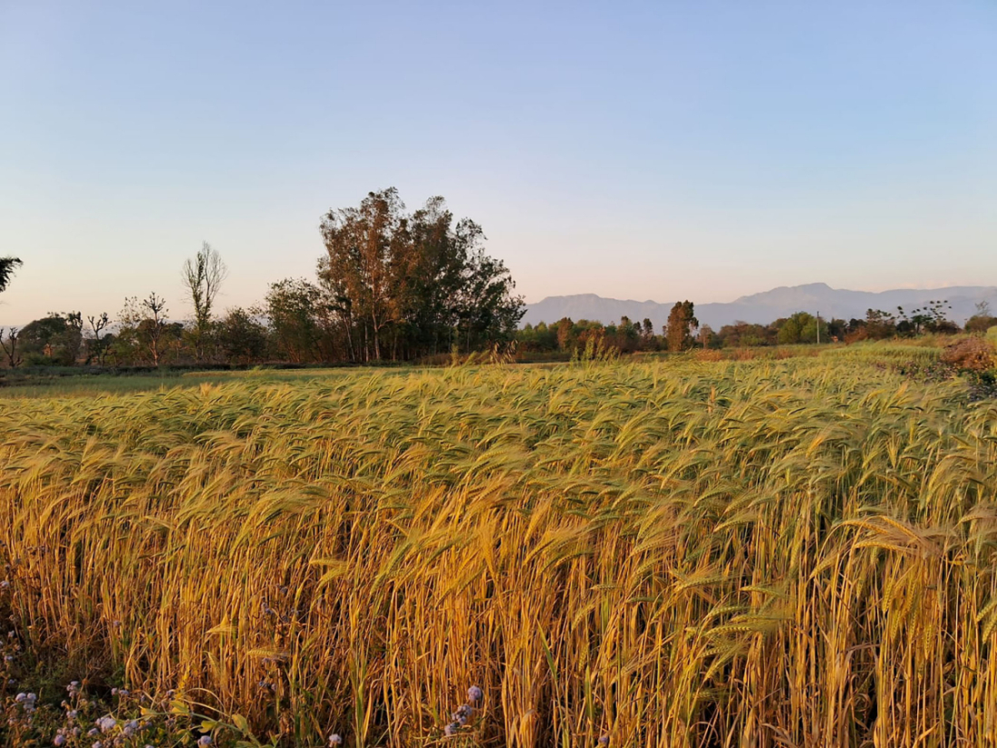 घोराही उपमहानगरपालिका–७ शुक्रबारका किसानले गरेको जौँखेती । 