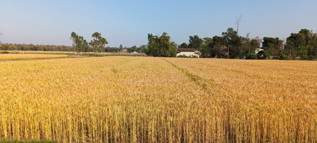 कैलालीको धनगढी उपमहानगरपालिका–११ घोडसुवामा किसानको खेतमा पाकेर पहेँलपुर भएको गहुँ बाली।