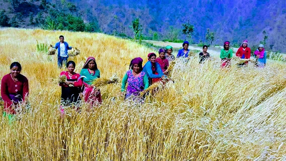 डोटीमा गहुँ बाली कटानीमा जुटेका महिलाहरु। सुदूर पहाडमा एकअर्काको काम गर्दा मिलेर गर्ने चलन रहेको छ। फोटो: रोहित भण्डारी