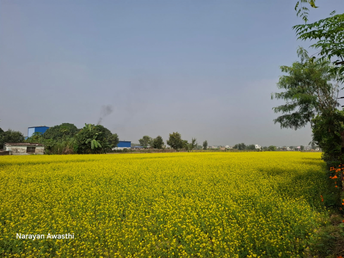 मंसिर लागेसँगै धनगढीमा तोरी फुल्न थालेको छ।