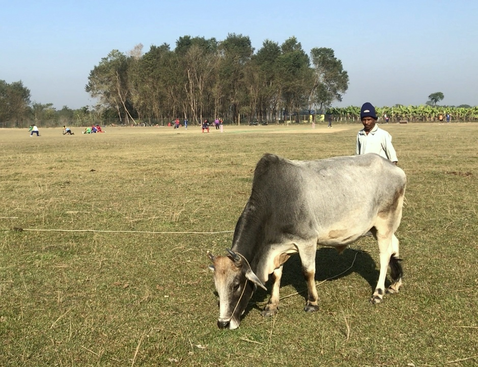 मैदानको चौरमा एकजना स्थानीय किसान आफ्ना गाई तथा गोरु चराउन व्यस्त थिए।