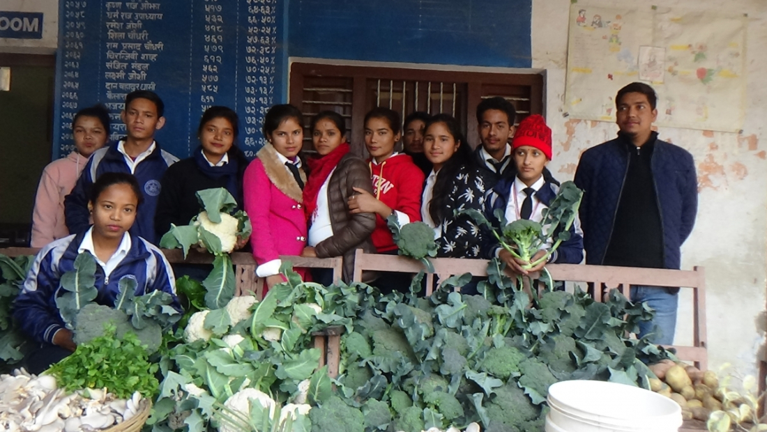  कैलालीको शारदा माविमा कृषि जेटिए विषय अध्ययन गर्ने विद्यार्थीले विद्यालयकै जग्गामा उत्पादन गरेको तरकारी बाली  